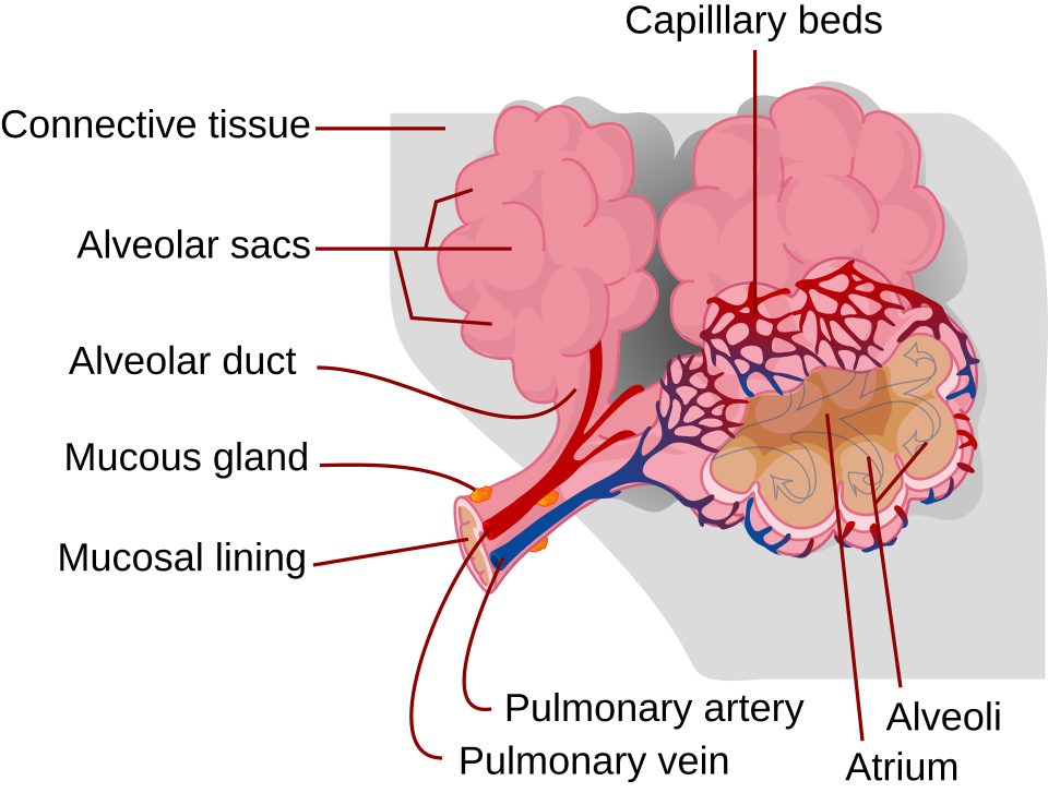 Alveolus and capillary gas exchange diagram