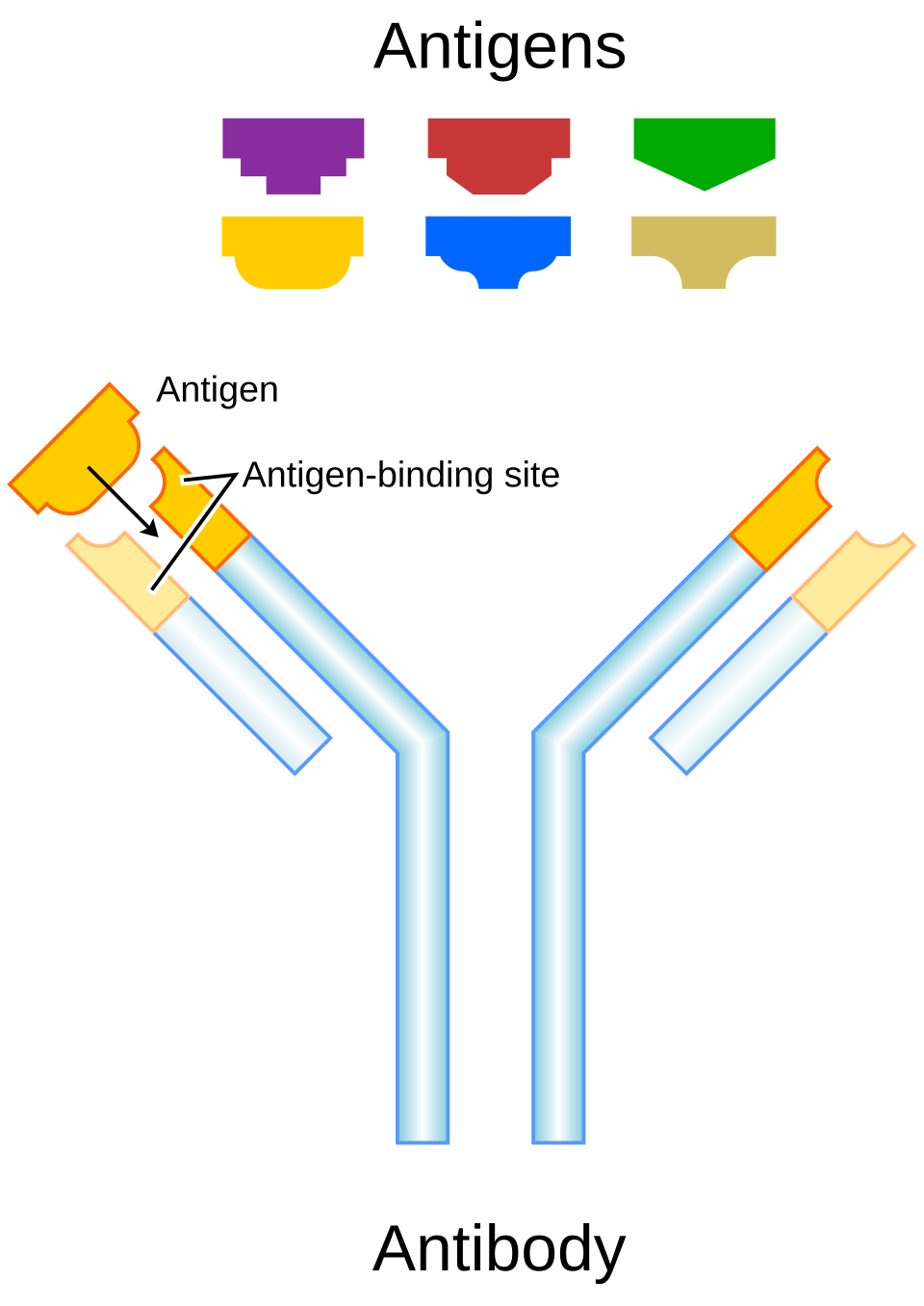 Antibody and antigen