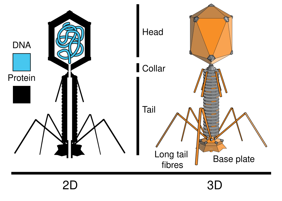 Bacteriophage structure