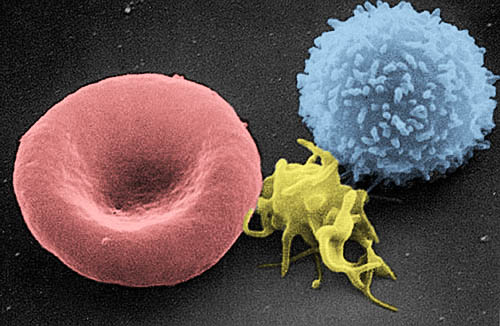 Red cell, white cell, platelet (SEM)