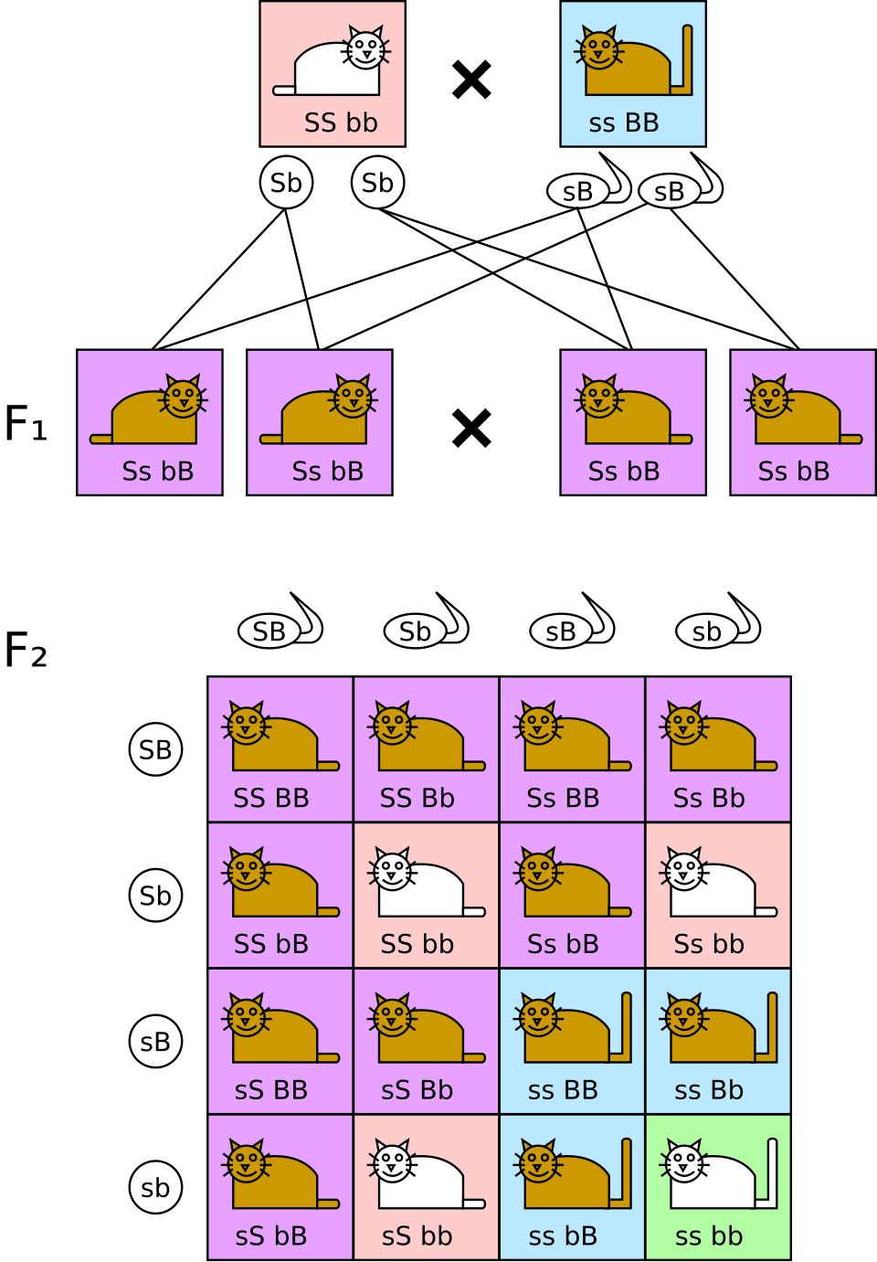Dihybrid cross F2 9:3:3:1