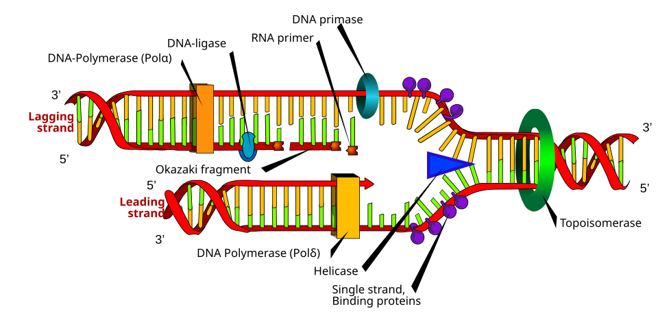 DNA replication fork