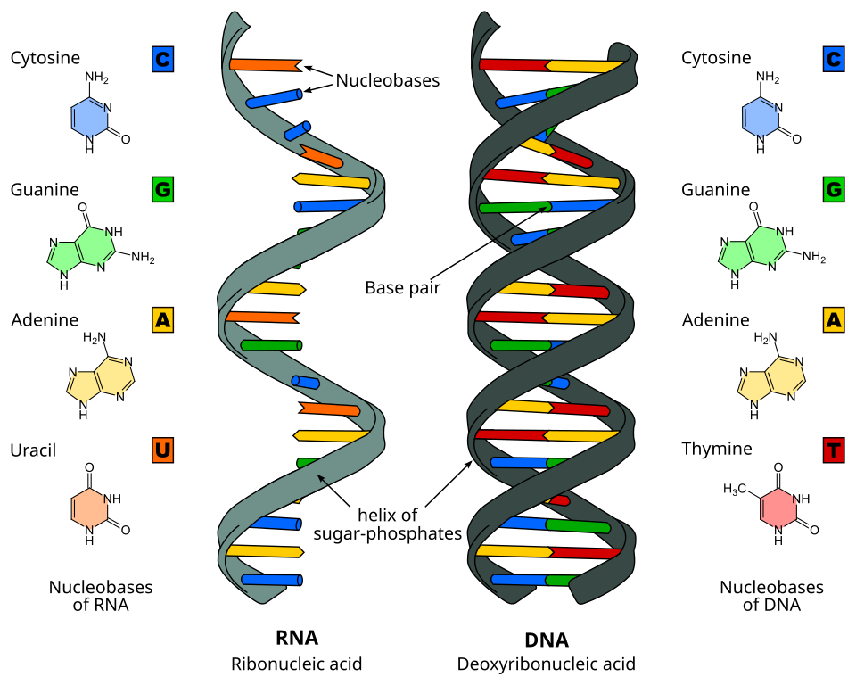 DNA versus RNA comparison