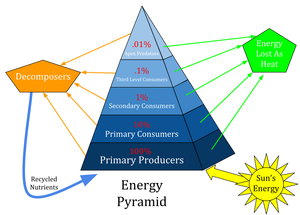 Energy pyramid with 10 percent rule