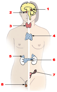 Endocrine glands