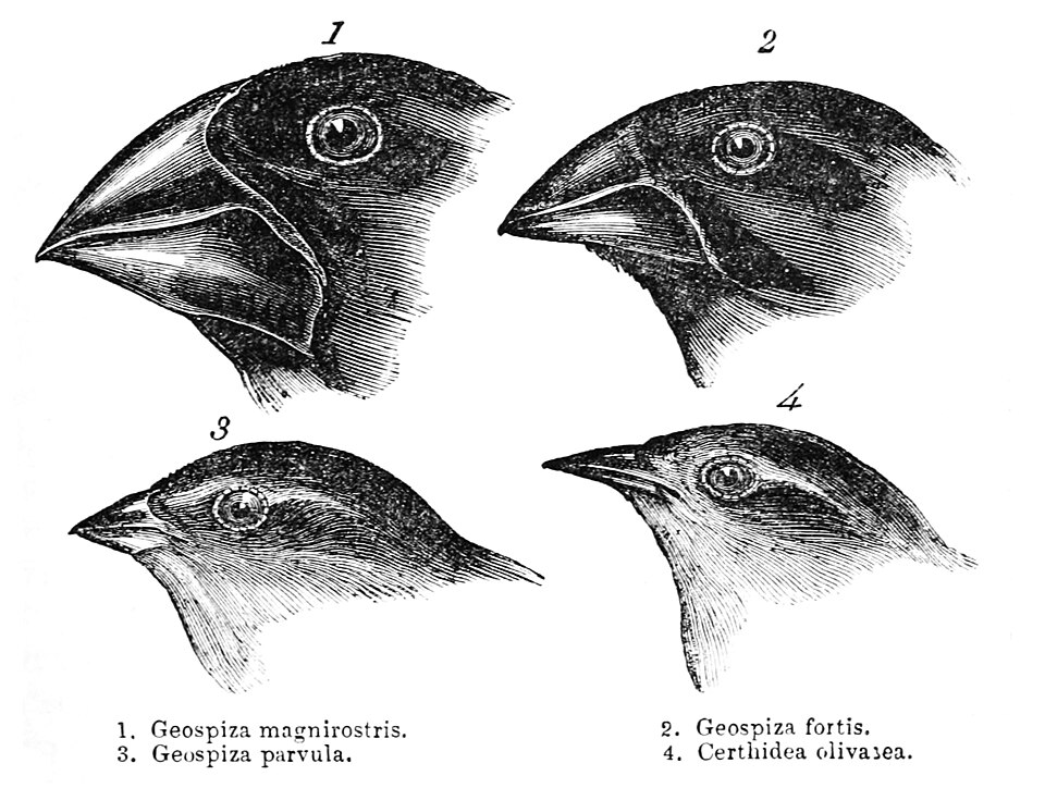 Darwin's finches beak variation