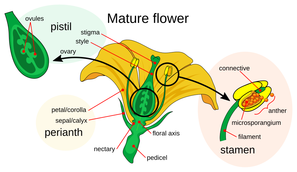 Mature flower structure