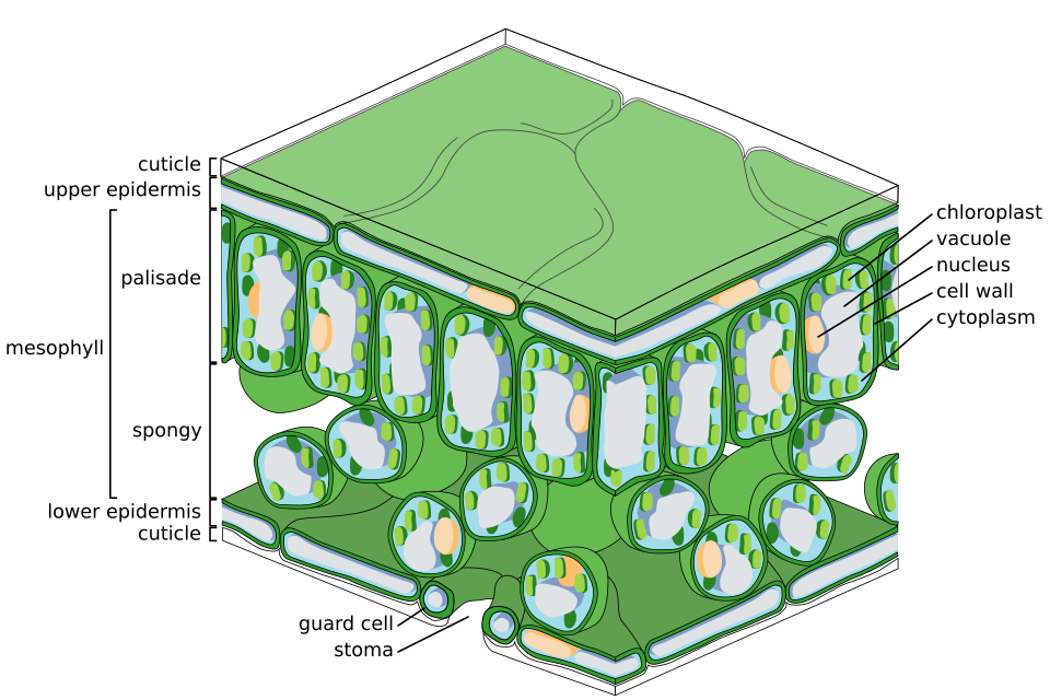 Leaf tissue cross-section