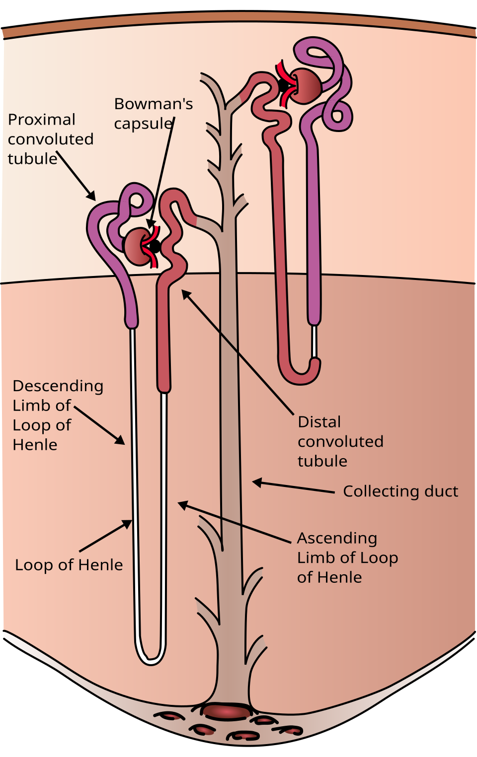 Nephron structure