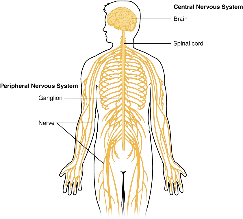 Nervous system overview