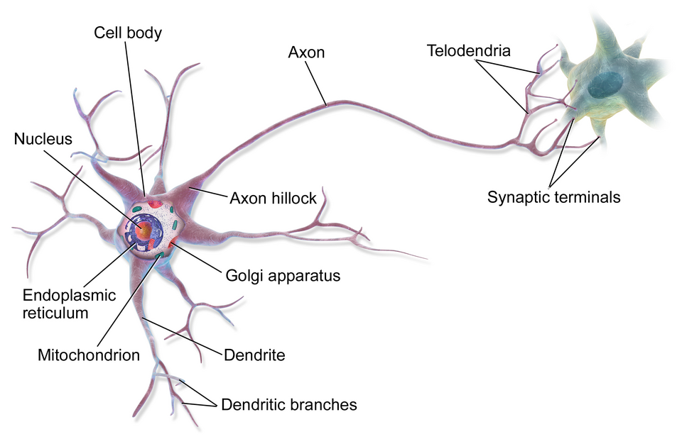 Neuron structure