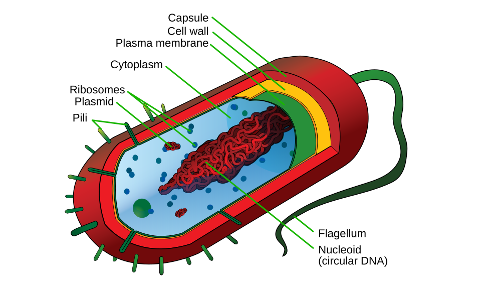 Bacterial (prokaryote) cell