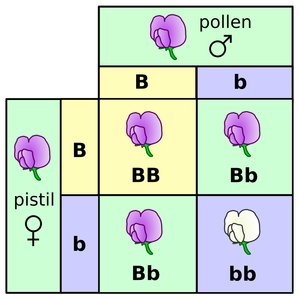 Monohybrid Punnett square pea flowers