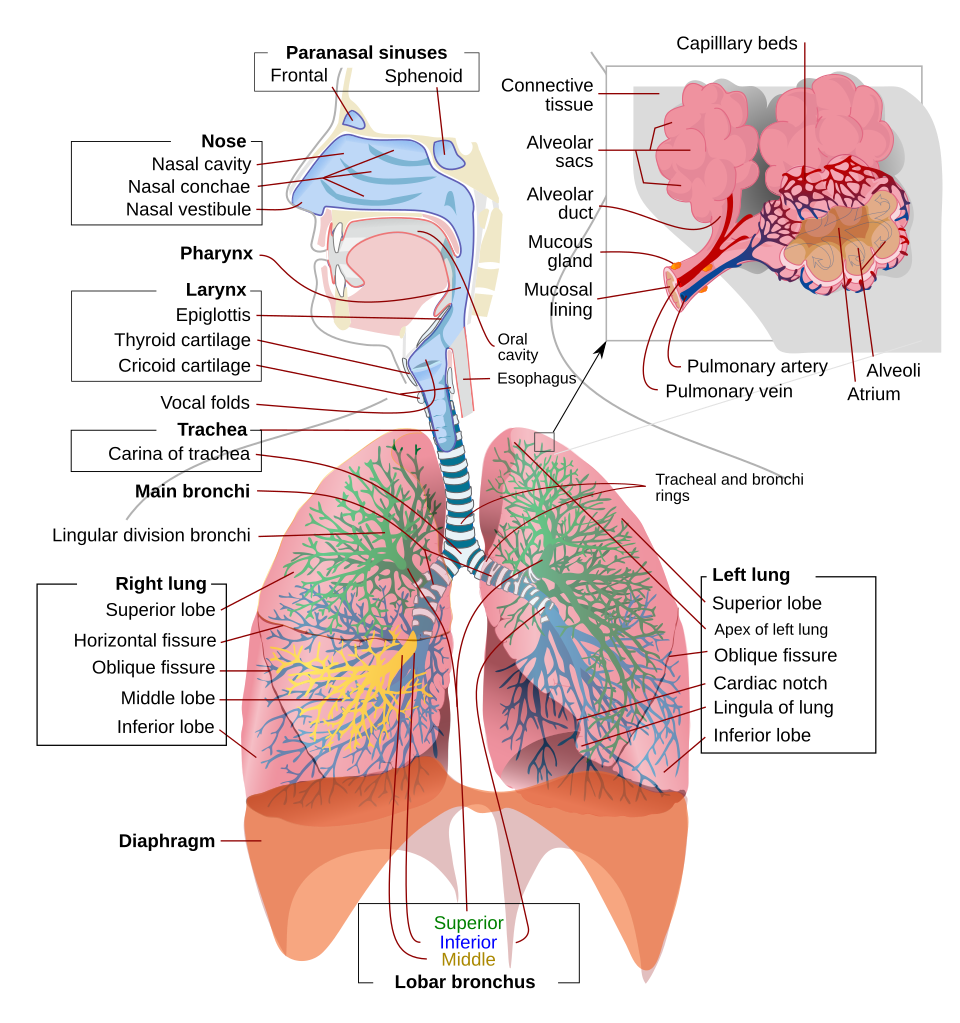 Human respiratory system anatomical diagram