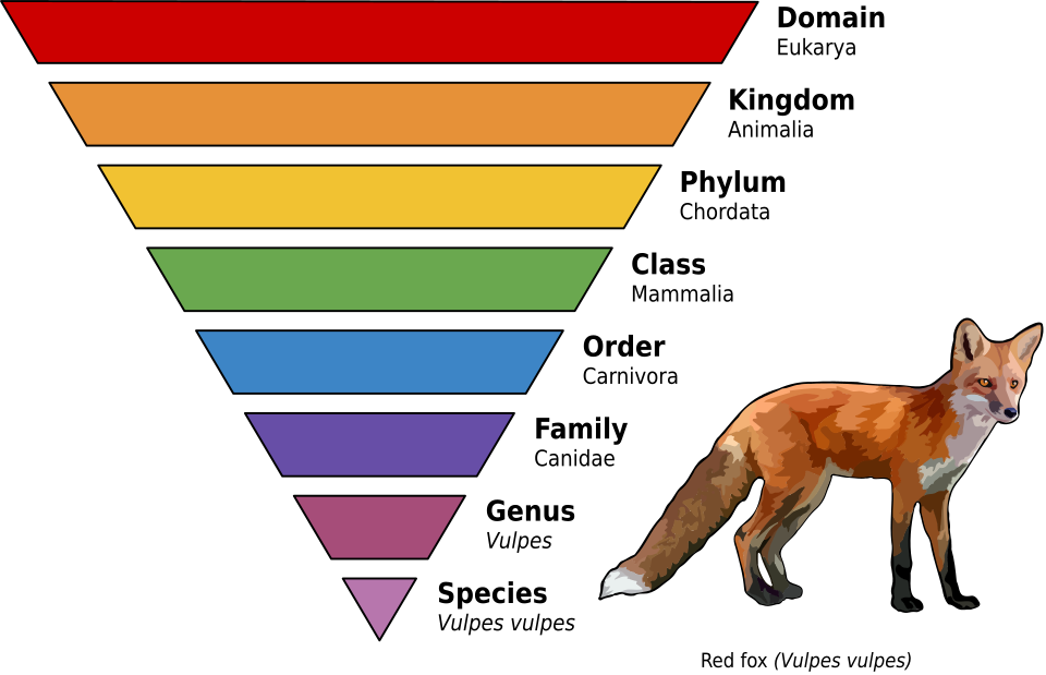 Taxonomic hierarchy domain to species