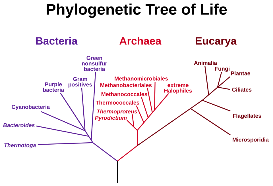 Phylogenetic tree of life three domains