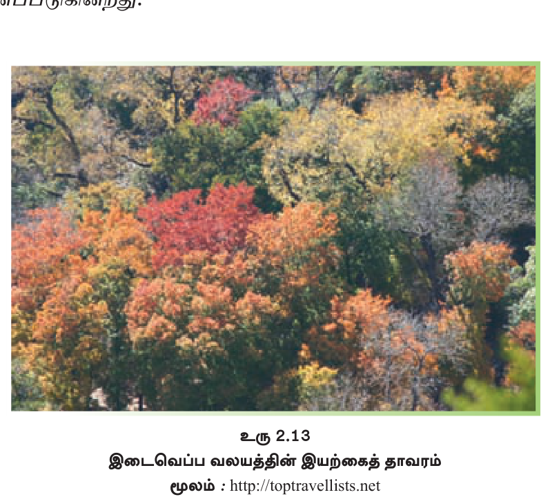 உரு 2.13 — இடைவெப்ப வலயத்தின் இலையுதிர்த் தோற்றம்.