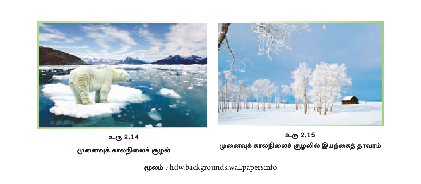 உரு 2.14 / 2.15 — முனைவுக் காலநிலை: பனிக் கரடியும் பனியாலான இயற்கைத் தோற்றமும்.