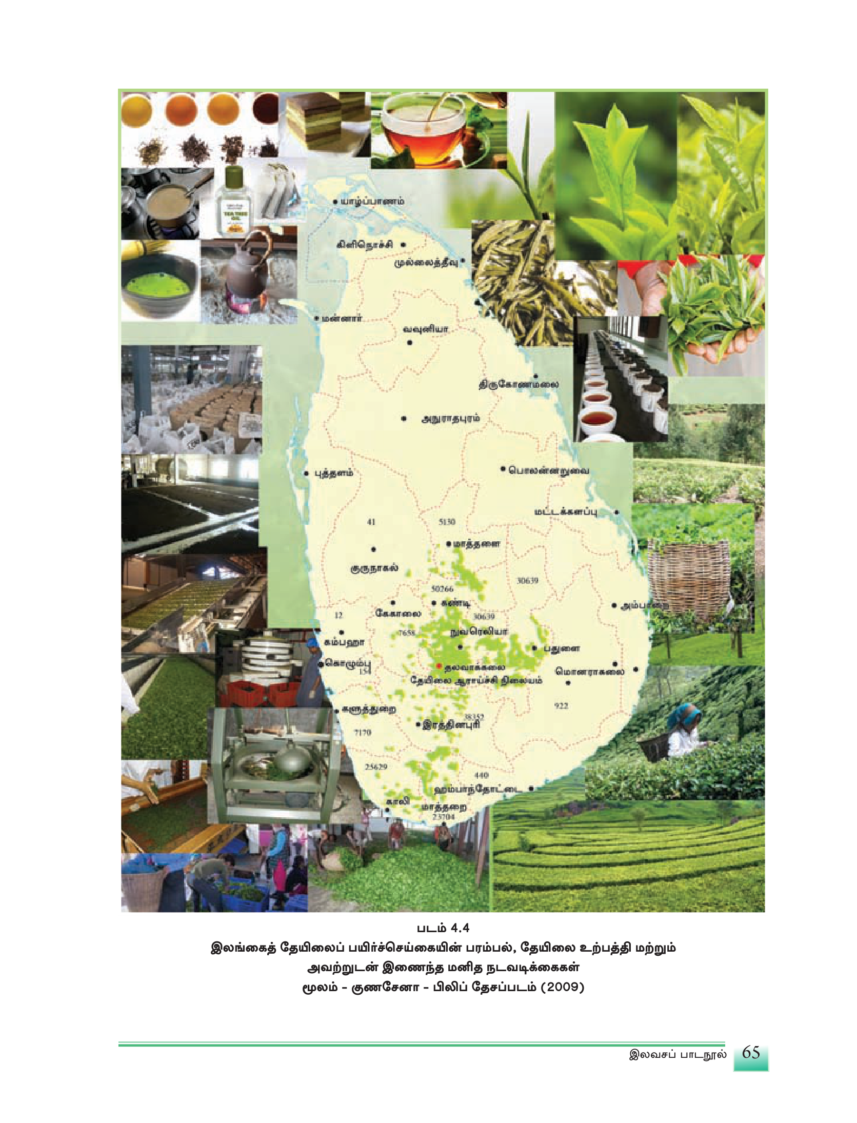 படம் 4.4 — இலங்கையின் தேயிலைத் தொடர்பான உற்பத்திகள் — பச்சை இலை → கறுப்புத் தேயிலை → காய்ச்சிய சாற்று → தோட்டப் பால் தேயிலை.