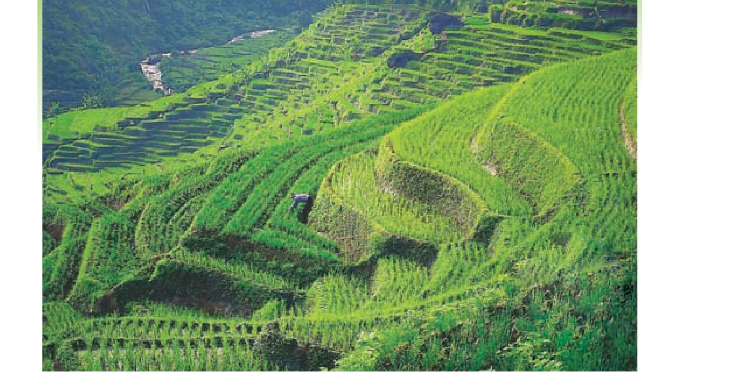 உரு 3.2 — பயணமாகப் படிமுறையான நெற் வயல்கள் (terraces). மலைச் சரிவையே வயலாக மாற்றியிருப்பதைப் பாருங்கள்.