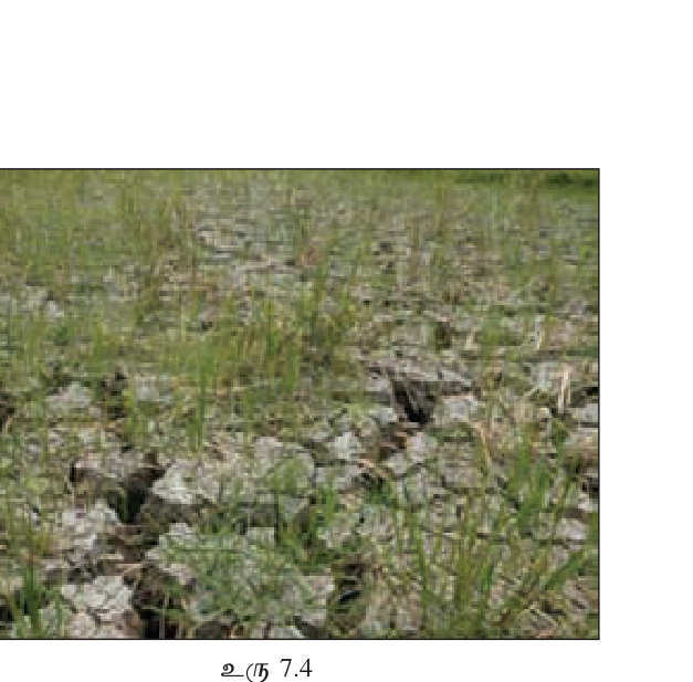 உரு 7.6 — Drought-stressed paddy + dried-up village tank in dry zone.