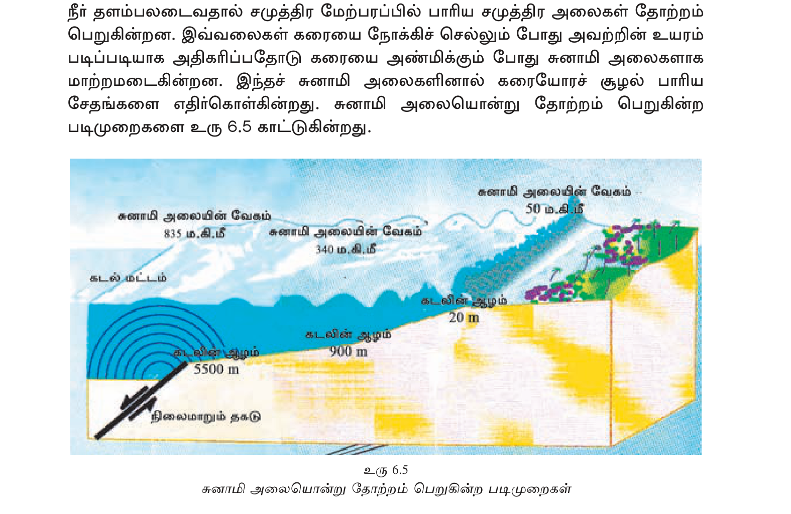 உரு 6.5 — சுனாமி உருவாக்கம்: கடற்தடி நிலநடுக்கம் → நீர் மொத்தம் uplift → கடல் முழுவதும் ripple → கரையில் wave amplification.