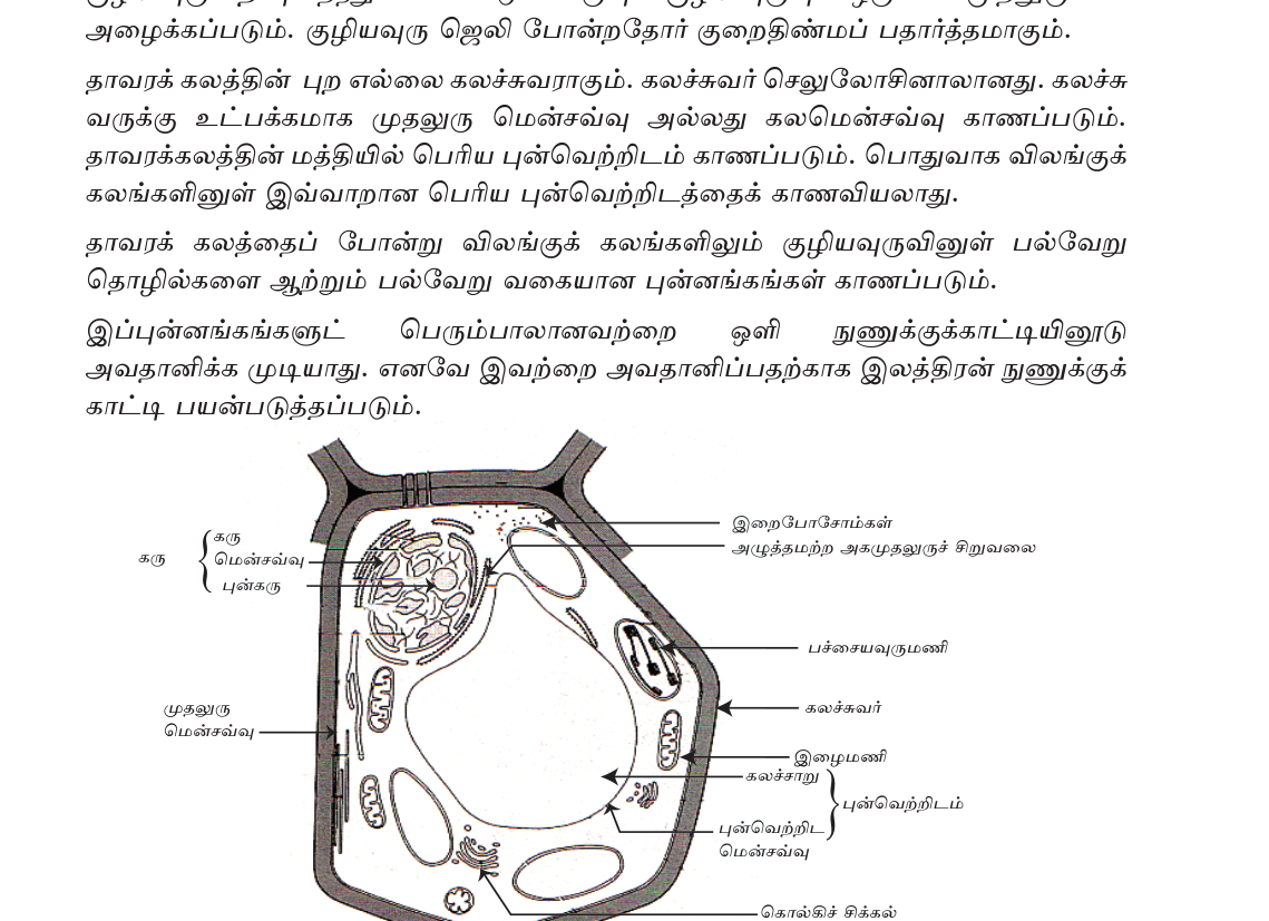 படம் 6.1 — ஒரு தாவர செல்லின் முக்கிய உறுப்புகள்.