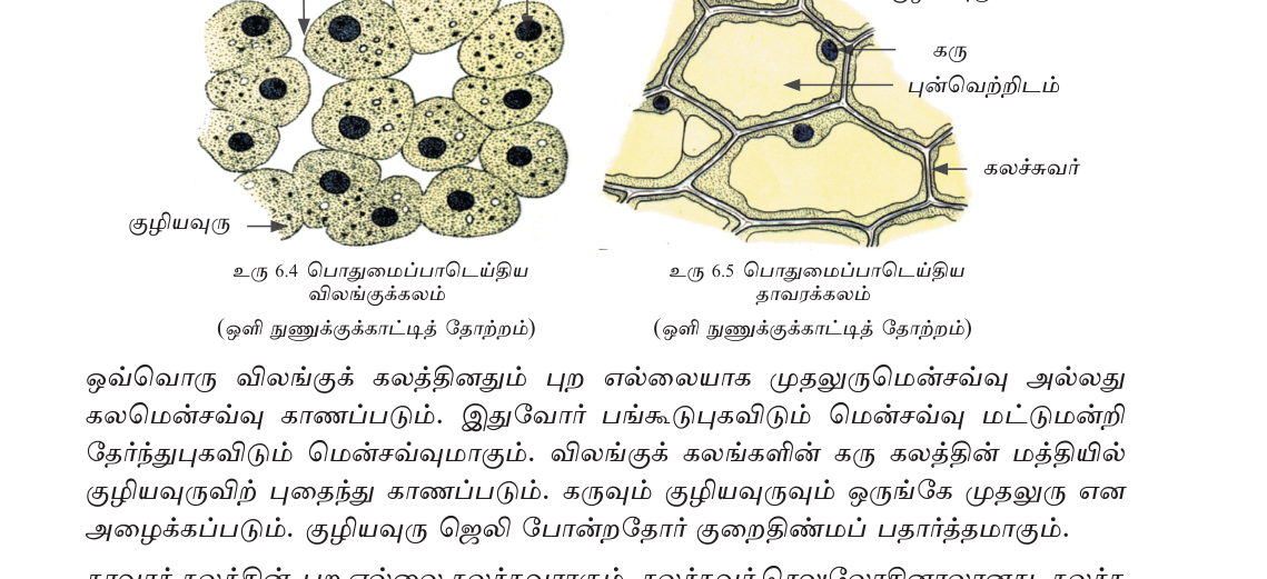 படம் 6.2 — தாவர செல் (இடது) vs விலங்கு செல் (வலது).