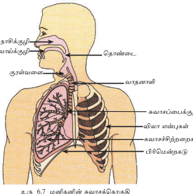படம் 6.10 — சுவாசத் தொகுதியின் முக்கிய பாகங்கள்.