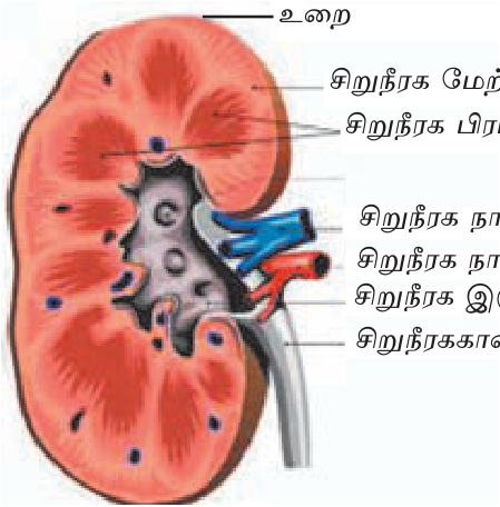 படம் 6.18 — சிறுநீரகத்தின் (kidney) குறுக்கு வெட்டு: மேற்படை (cortex) + அடிப் (medulla) + நாளம்.