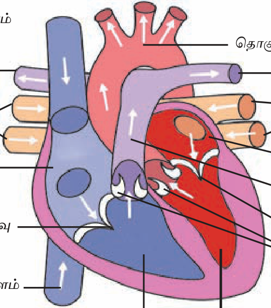 படம் 6.21 — மனித இதயம்: 4 chambers (atria 2 + ventricles 2), pulmonary + systemic circulation.