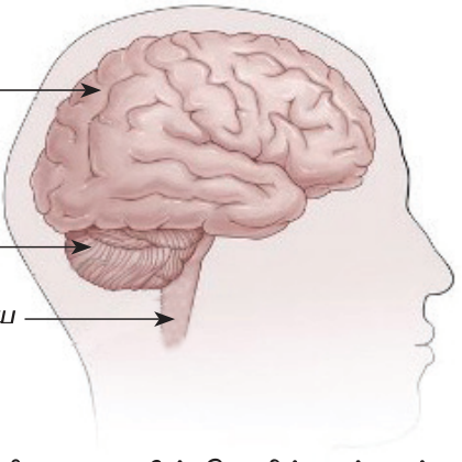 படம் 6.30 — மனித மூளை: cerebrum, cerebellum, brain stem.