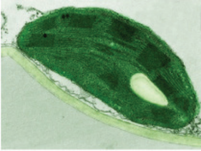 படம் 2.2 — பசுங்கணிகத்தின் (chloroplast) எலெக்ட்ரான் நுண்ணோக்கி படம் — தலாகோய்ட் அடுக்குகள்.