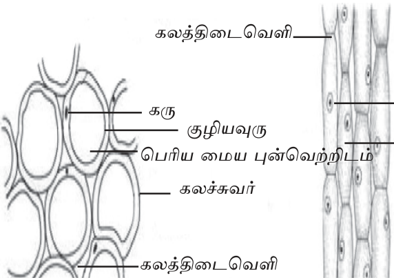 படம் 1.6 — புடைக் கலவிழையம்: உருண்டை செல்கள், பெரிய கலத்திடைவெளி, மைய புன்வெற்றிடம்.