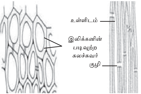 படம் 1.8 — வல்லருக் கலவிழையம் (நார்கள், வல்லருக்கள்): இலிக்கனின் படிந்த தடிமனான கலச்சுவர்.